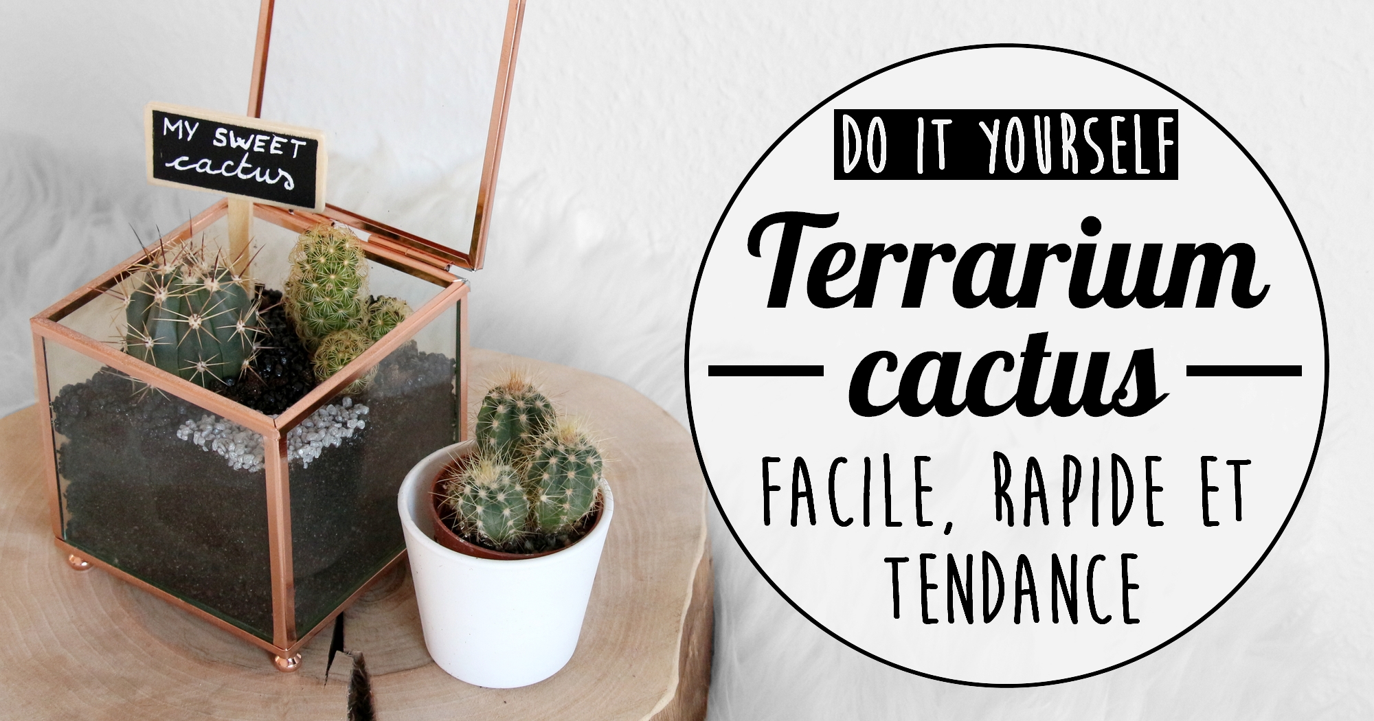 Do it yourself : fabriquer un terrarium cactus