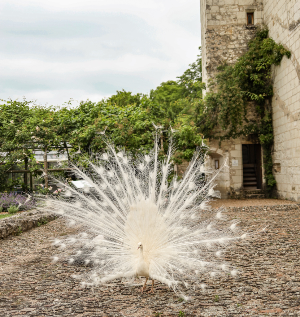 séjour oenologique en val de loire