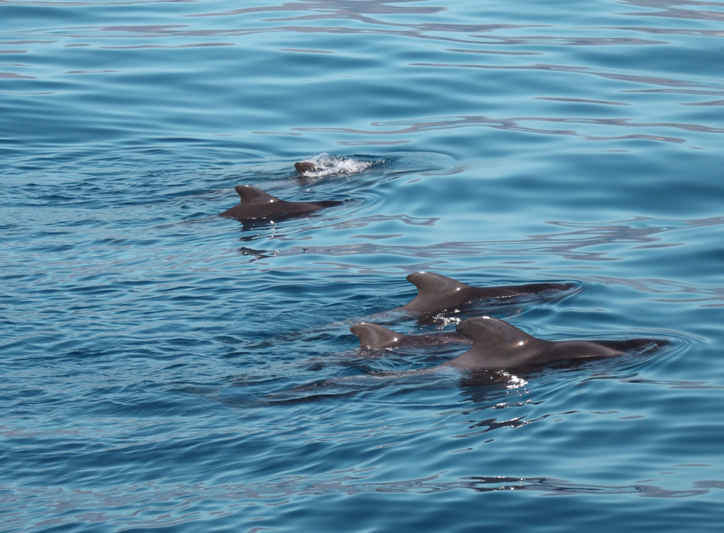flipper uno sortie en mer baleines et dauphins à Tenerife