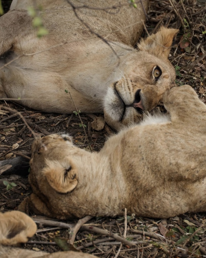 safari mikumi Tanzanie